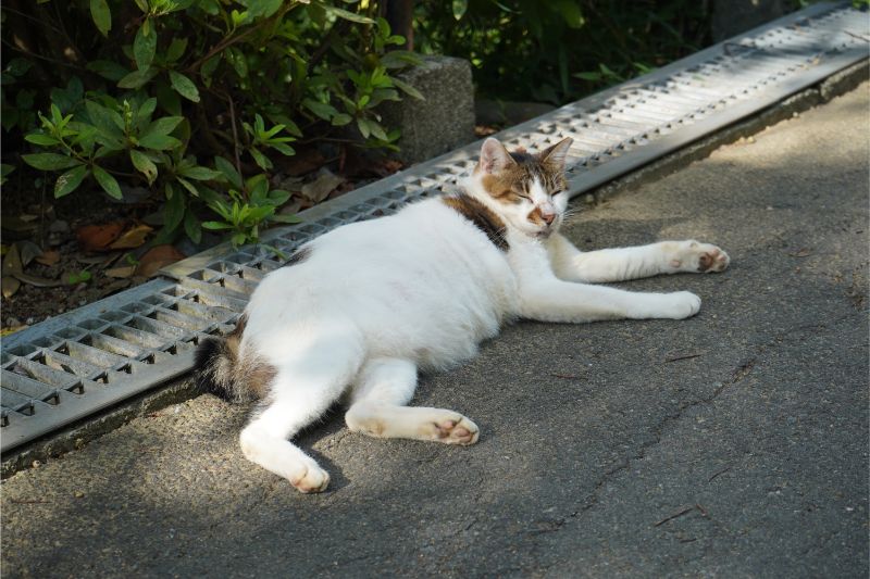 小田原城-守護猫