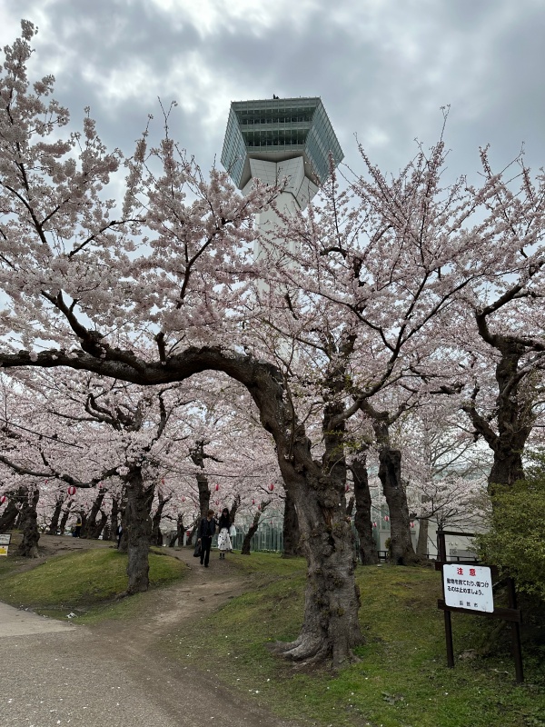 桜に彩られた五稜郭跡を散策