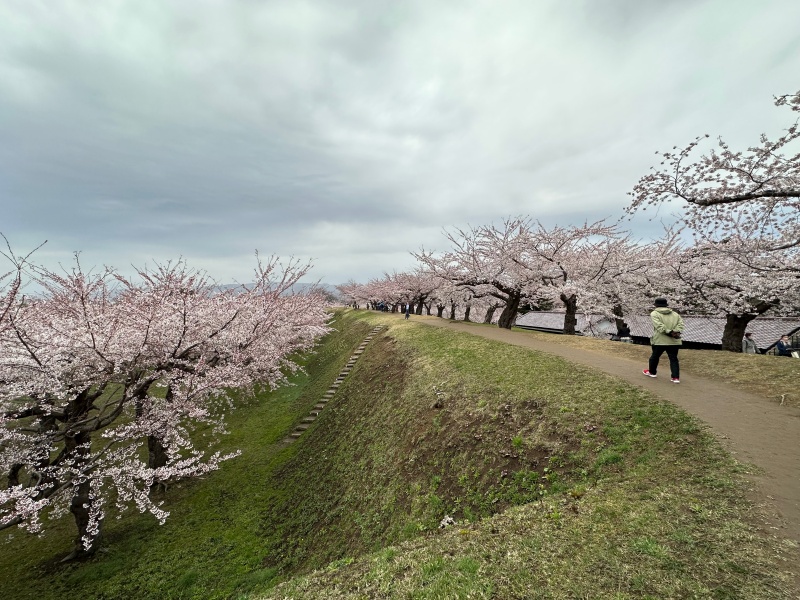 桜に彩られた五稜郭跡を散策
