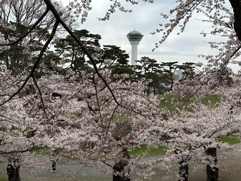 桜に彩られた五稜郭跡を散策