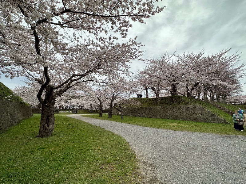 桜に彩られた五稜郭跡を散策