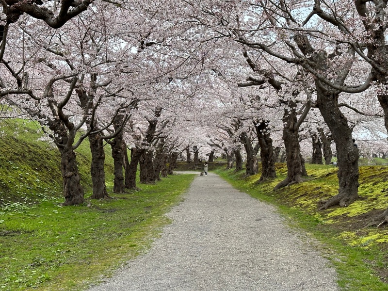 桜に彩られた五稜郭跡を散策