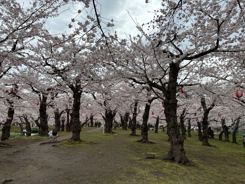桜に彩られた五稜郭跡を散策