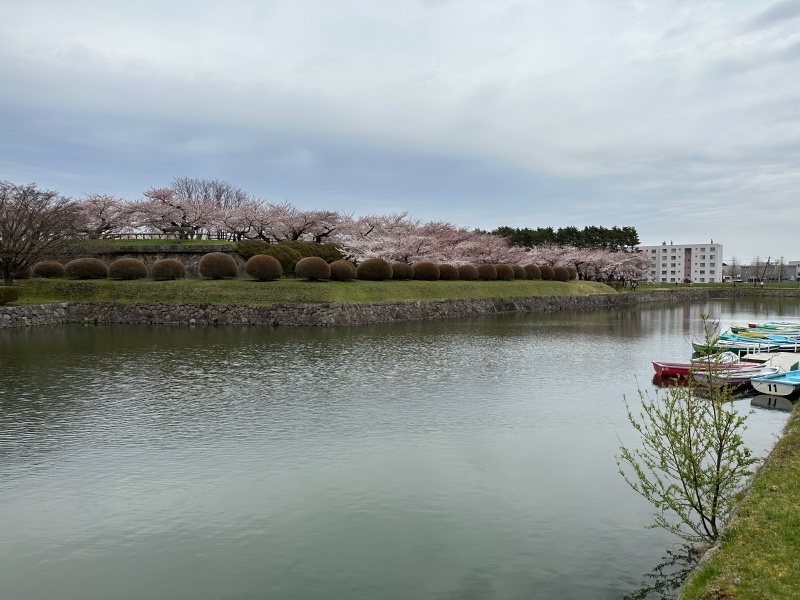 桜に彩られた五稜郭跡を散策