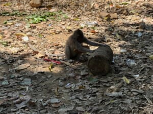 Monkeys-Ubud